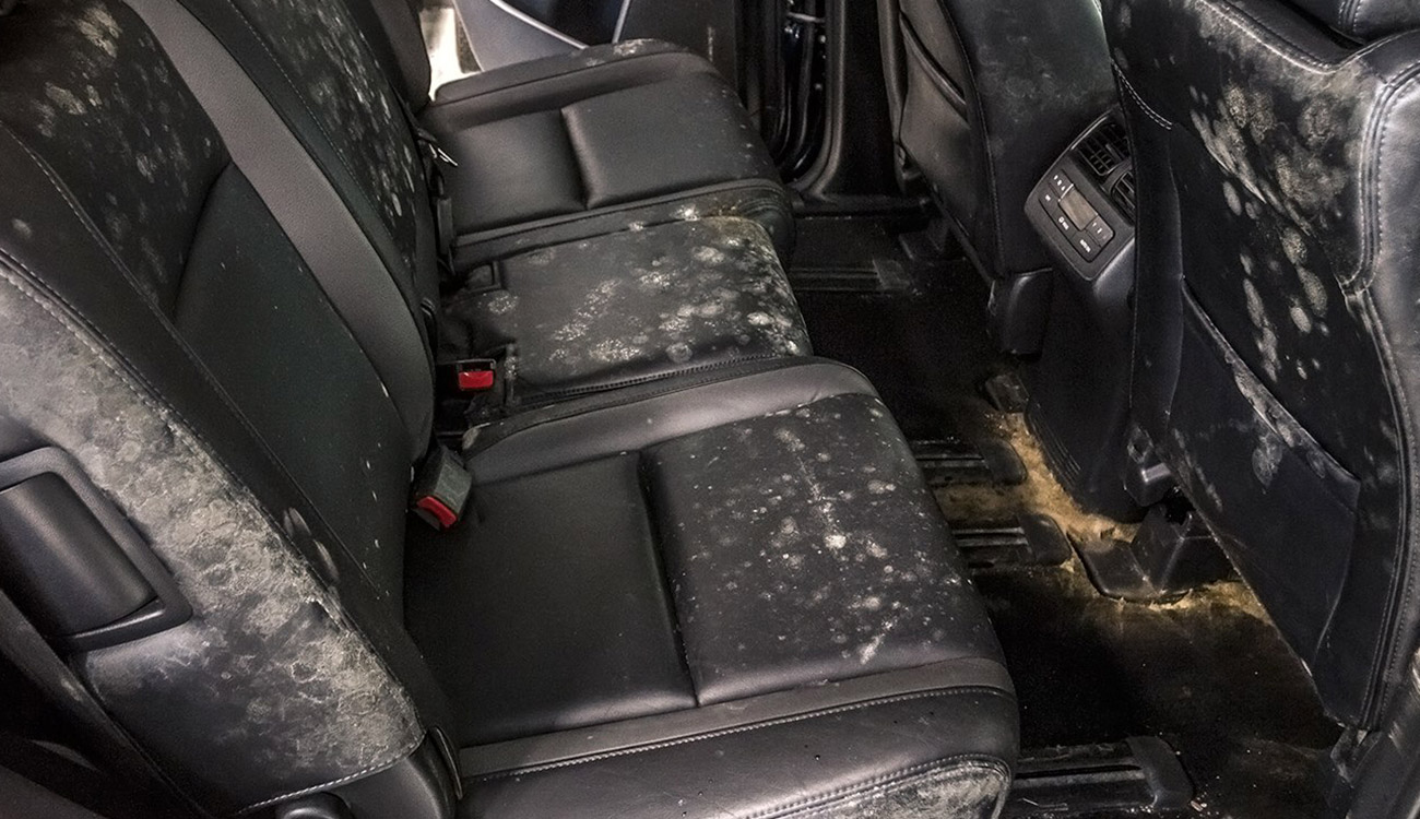 How to Get Rid of Mildew Smell in Car Seats