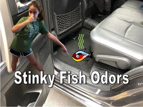 How To Remove Fish Smell In The Car