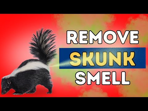 Why Does My Car Smell Like Skunk