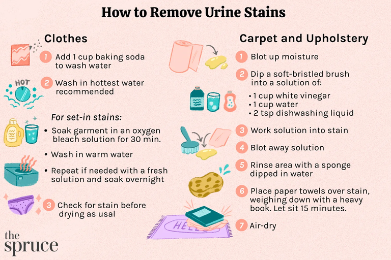 How to Remove Human Urine Smell From Couch